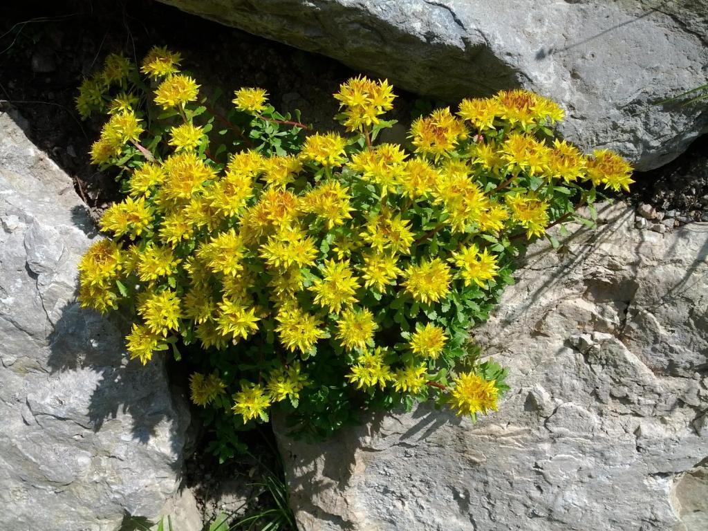 Villa Otto Santa Cristina Val Gardena Buitenkant foto